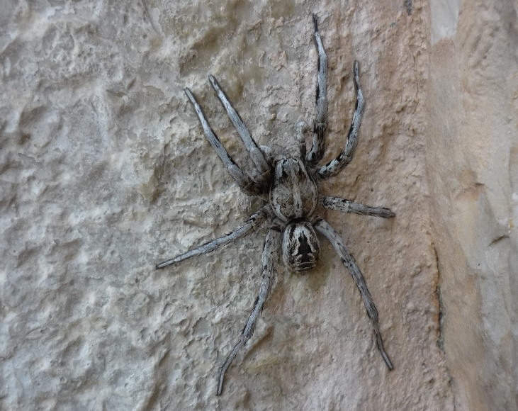 maschio adulto di Lycosa tarantula - Castel del Monte (BT)